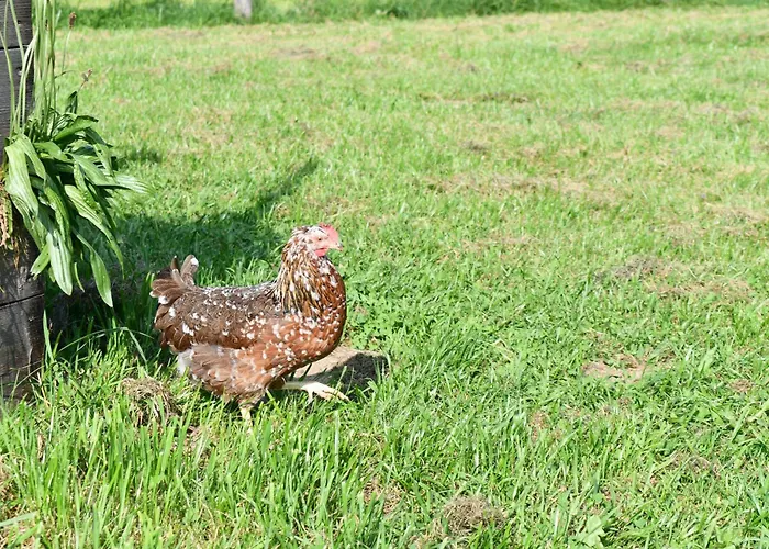 Lüks kamp alanı Wild Glamping In The Vienna Alps